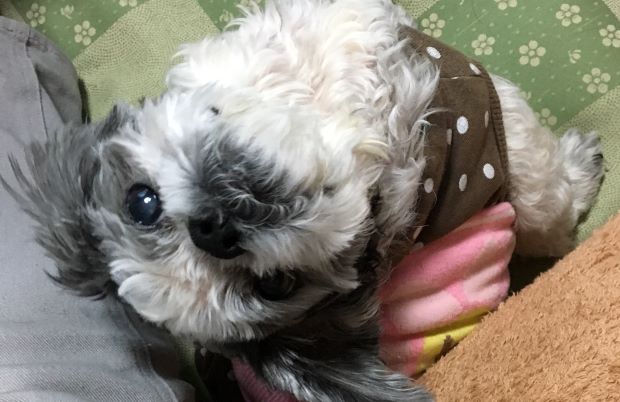 おかあ いつも見てるよ 犬の鍼灸治療 犬のクリニックそら 神奈川県藤沢市 おかあ いつも見てるよ 犬の鍼灸治療 犬のクリニックそら 神奈川県藤沢市