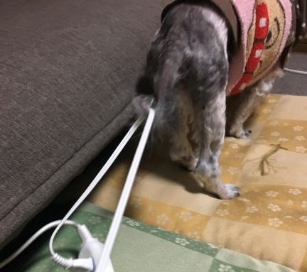 熟女のお食事を快適に 犬の鍼灸治療 犬のクリニックそら 神奈川県藤沢市