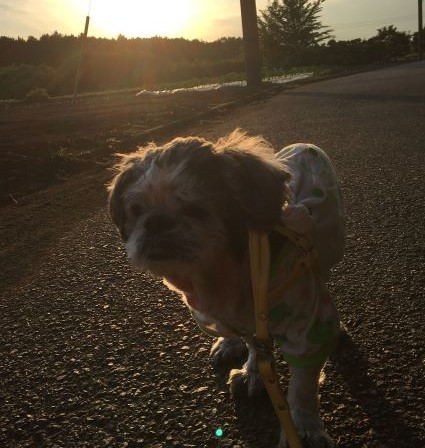 最期の日まで自分の足で歩いてほしい 犬の鍼灸治療 犬のクリニックそら 神奈川県藤沢市
