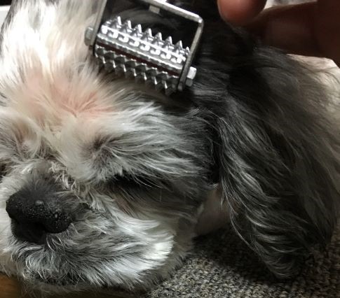 シニア犬のお留守番 安心サークル 犬の鍼灸治療 犬のクリニックそら 神奈川県藤沢市 シニア犬のお留守番 安心サークル 犬の鍼灸治療 犬のクリニックそら 神奈川県藤沢市
