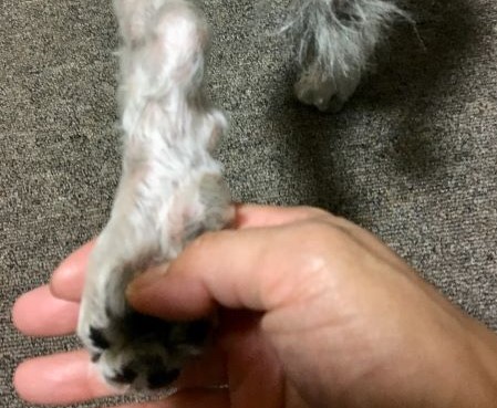シニア犬のお留守番 安心サークル 犬の鍼灸治療 犬のクリニックそら 神奈川県藤沢市 シニア犬のお留守番 安心サークル 犬の鍼灸治療 犬のクリニックそら 神奈川県藤沢市