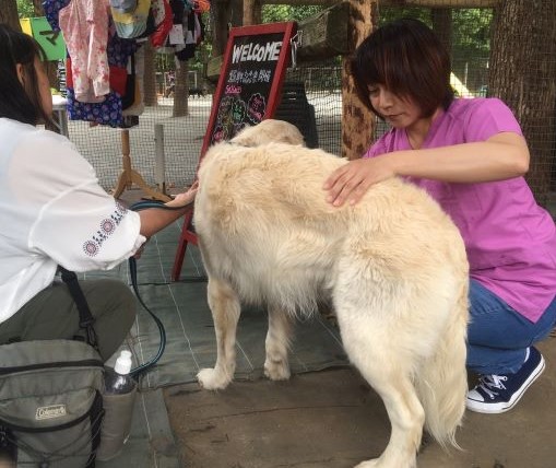 ドッグラン 犬の鍼灸治療 犬のクリニックそら 神奈川県藤沢市 ドッグラン 犬の鍼灸治療 犬のクリニックそら 神奈川県藤沢市