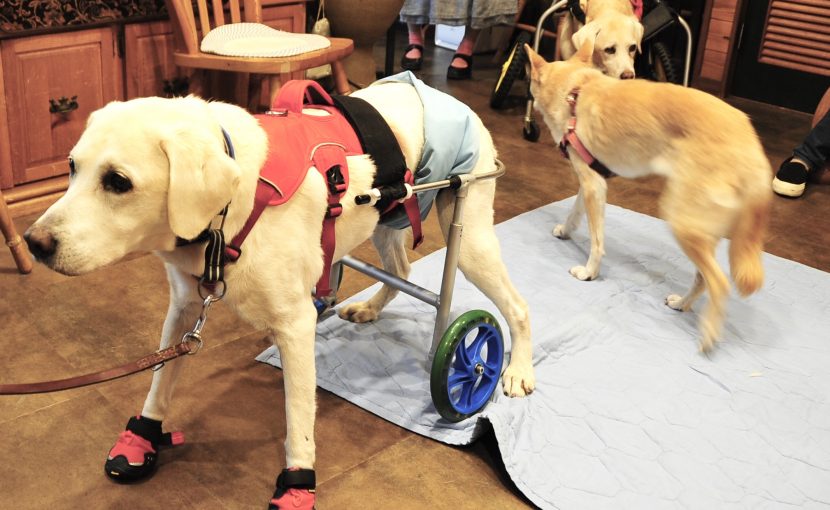 シニア犬パーティー プレ開催しました 犬の鍼灸治療 犬のクリニックそら 神奈川県藤沢市