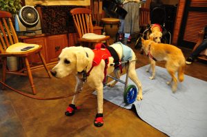 犬の車いす体験 犬の鍼灸治療 犬のクリニックそら 神奈川県藤沢市 犬の車いす体験 犬の鍼灸治療 犬のクリニックそら 神奈川県藤沢市