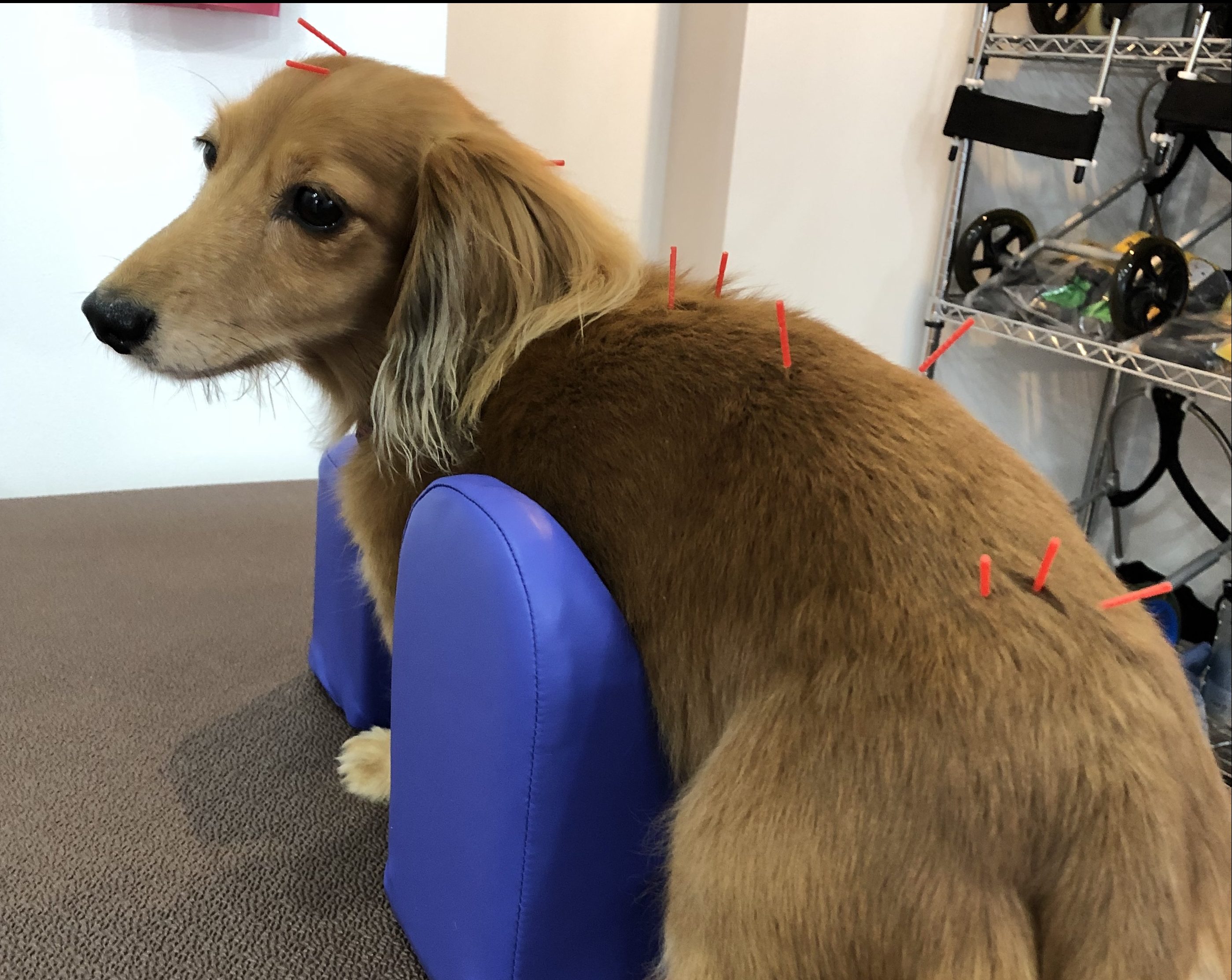 中獣医学による治療とは 犬の鍼灸治療 犬のクリニックそら 神奈川県藤沢市
