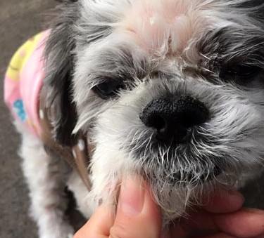 18歳シーズー、半年の変化が結構すごい | 犬の鍼灸治療｜犬の 