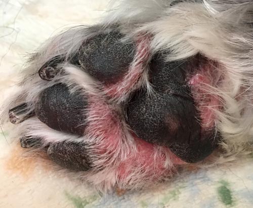 犬の指間皮膚炎対策 クロモジ クレイの最強コンビ 犬の鍼灸治療 犬のクリニックそら 神奈川県藤沢市
