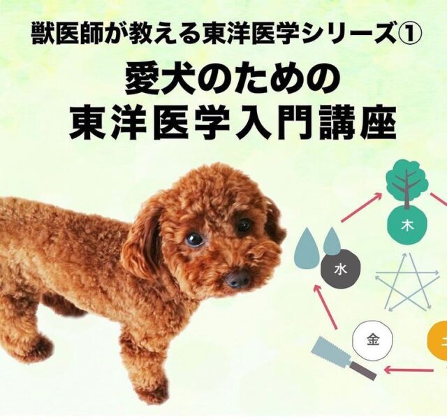 シニア犬のツボマッサージと鍼灸ケア 開催しました 犬の鍼灸治療 犬のクリニックそら 神奈川県藤沢市 シニア犬のツボマッサージと鍼灸ケア 開催しました 犬の鍼灸治療 犬のクリニックそら 神奈川県藤沢市
