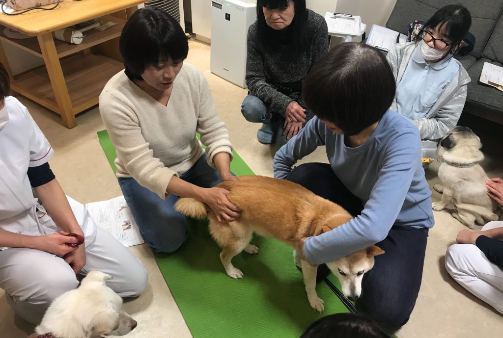 「動物病院スタッフがシニア犬の飼い主にできること」動物病院スタッフセミナー開催しました 犬の鍼灸治療｜犬のクリニックそら（神奈川県藤沢市）